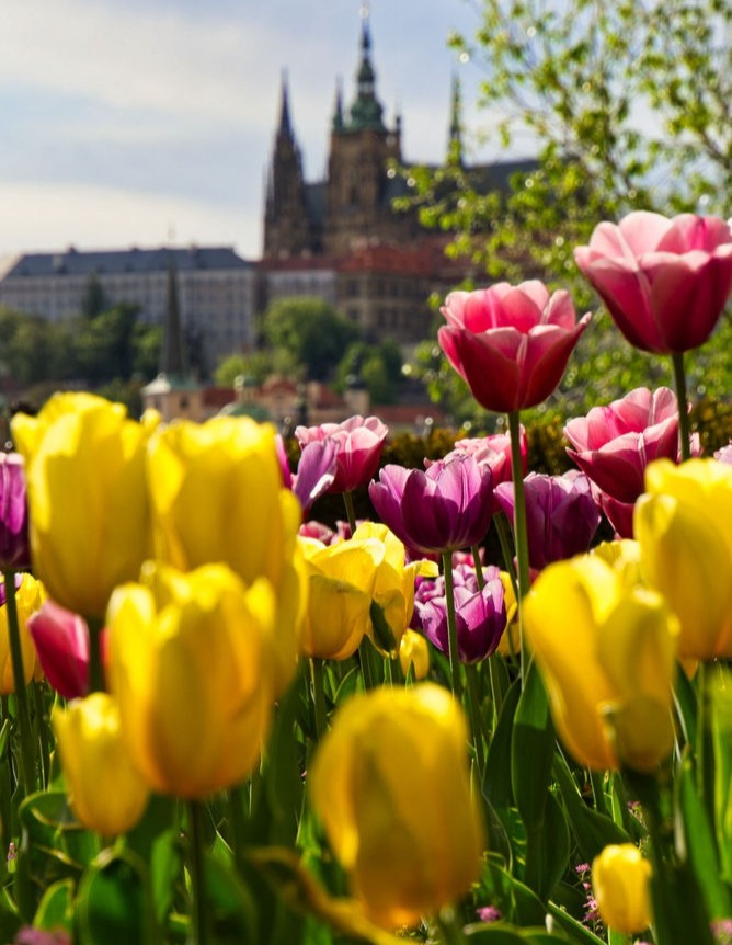 Prague Castle with tulips in front bpkeh photo